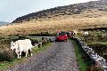 Ireland003.jpg